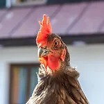 Vápenka