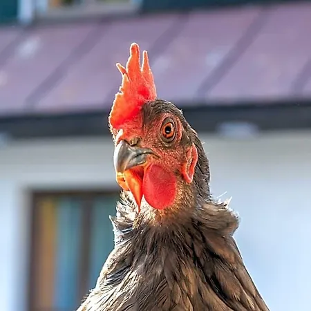 Vapenka